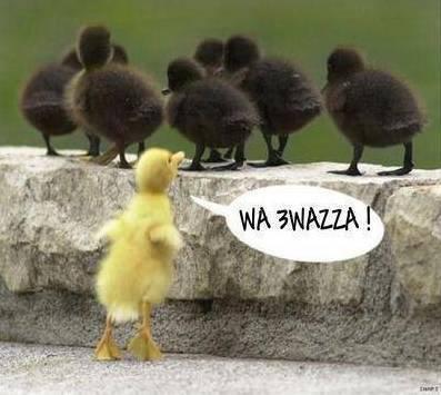 wa 3wazaaaaaaaaaaaaaaaaaaaaaa